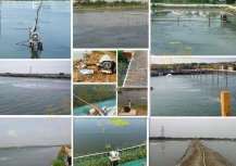 南昌县很多池塘缺氧 导致大量鱼儿暴毙